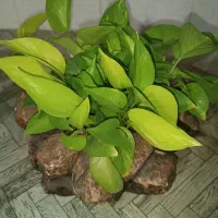 گل پتوس طلایی گلدون صخره ایی