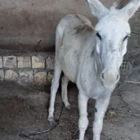 خر نر آخته سوپا یکساله به شرط گله ای