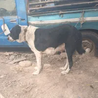 سگ ماده قدرجونی