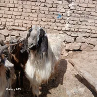 نر بز|حیوانات مزرعه|خوشاب, |دیوار