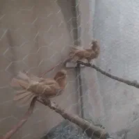 یک جفت کفتر چتری