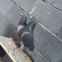 پلاکی