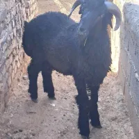 خرایداربره نر تعداد 150راس معاوضه بازمین تجاری