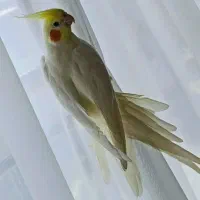 عروس هلندی نر