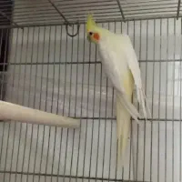 عروس هلندی نر لوتینو