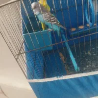 مرغ عشق با جوجه و تخم