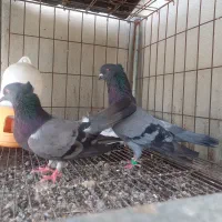 کبوتر|پرنده|بوشهر, |دیوار