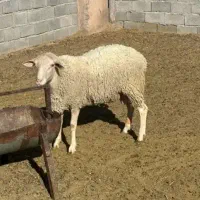قوچ لاکن اصیل