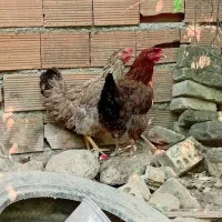 مرغ