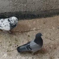 فروش ۸عدد کبوتر نقش و پرشی