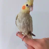 عروس هلندی جفت