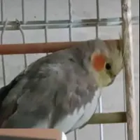 گمشده( ۲ تا عروس هلندی  )