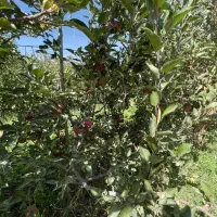 زمین|فروش زمین و ملک کلنگی|تهران, هاشمآباد|دیوار