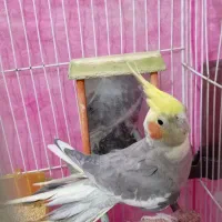 عروس هلندی