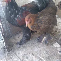مرغ خروس