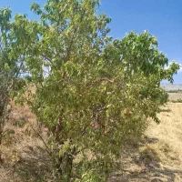 زمین کشاورزی