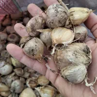 فروش موسیر تازه چین  جهت کاشت بذری  و مصرف خوراکی