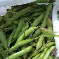باقله اصل شهری با 5دقیقه پخت