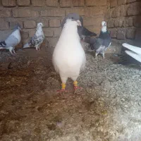 11تا کفتر رنگی