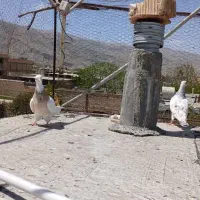 ماده|پرنده|شیراز, حسن آباد|دیوار