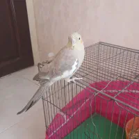 عروس هلندی سالم ودستی
