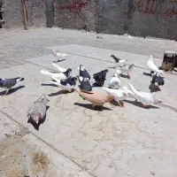 کفتر پرشی