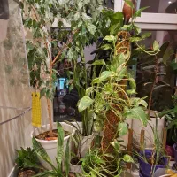 گل پتوس|گل و گیاه طبیعی|تهران, کرمان|دیوار