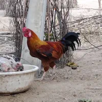 خروس محلی