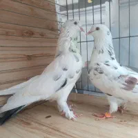فروش کبوتر