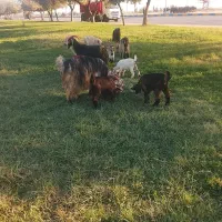 بز بیگ|حیوانات مزرعه|دزفول, |دیوار