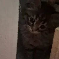 گربه
