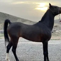 کشش سیلمی عرب دو سر