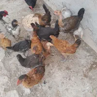 ملاثانی باوی ندافیه