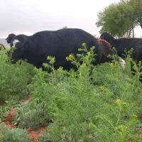 قوچ نامبروان درجه یک خاص کره قاشقا و زانوزن.