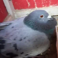 جوجه جیرجیرپلاکی ومادرش