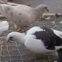 کبوتر گمشده