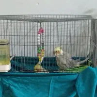عروس هلندی