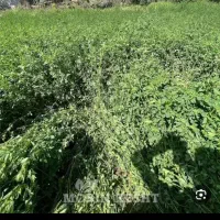 یونجه خشک