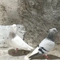 سبز دمسفید و بروش یا لایی دمسفید