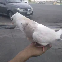 طوقی الماسی جوجه