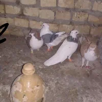 کفتر شکار