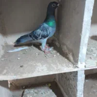 کفتر