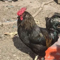 خروس سیاه