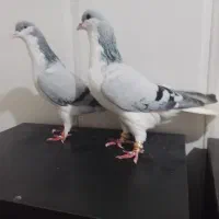 بدرنگ نروماده