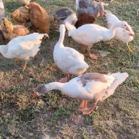 مرغ وخروس غاز جوجه بوقلمو