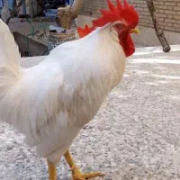 خروس سفید جوان