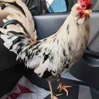 خروس گلین لری و خروس تاقچه