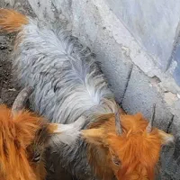 بیگ ماده ترکی و دوتا توله قدرجونی