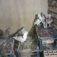 کفتر|پرنده|محمدیه-قزوین, |دیوار