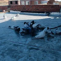 کبوتر